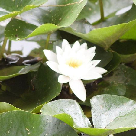 DomalainLes Saules别墅 外观 照片